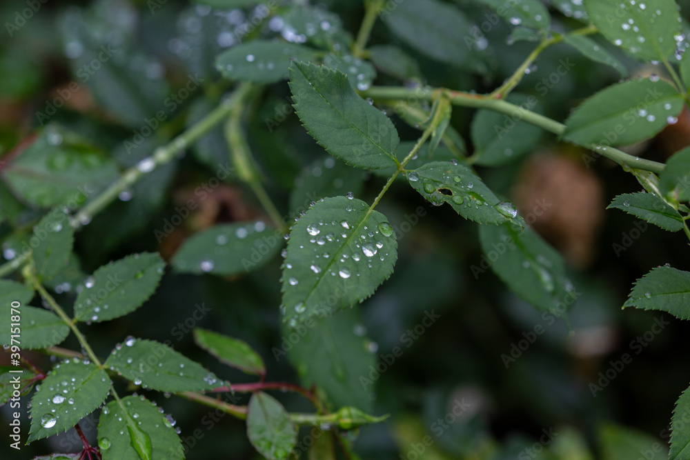 Water drops on leaves after rain Water drops on leaves after rain