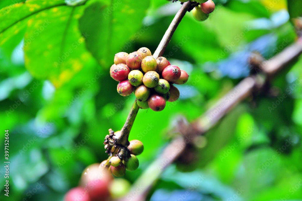 coffee beans and coffee trees in the coffee garden. coffee beans and coffee trees in the coffee garden.