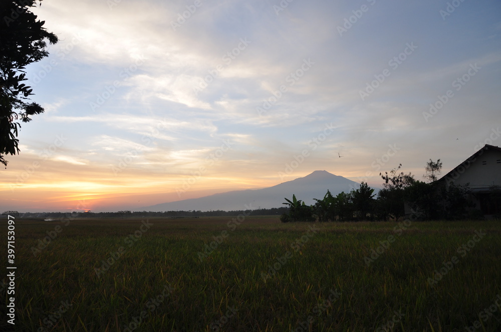 Fototapeta premium sunset over the field