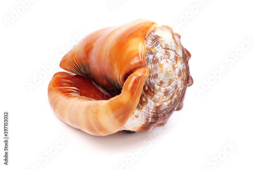 Sea Shell Cassis cornuta isolated on a white background. The horned helmet shells. A species of large sea snail