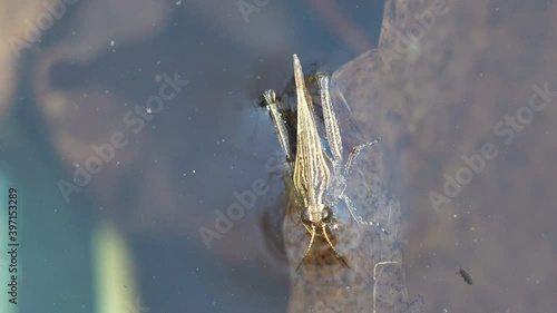 Grasshopper fell into the water of forest swamp and is trying to get out by moving its paws. View macro insect on wildlife photo