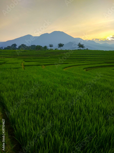 sunrise at rice fields and mountain range in north bengkulu, indonesia