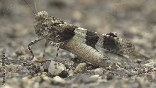 Carolina locust, Dissosteira carolina, Carolina grasshopper, black-winged grasshopper, road-duster or quaker, a large band winged species of grasshopper sitting on road meadow. Macro insect view photo