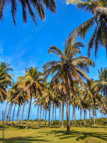 beauty palm tree in daylight moment with beauty beach in north bengkulu, indonesia, asia travel destination © RahmadHimawan