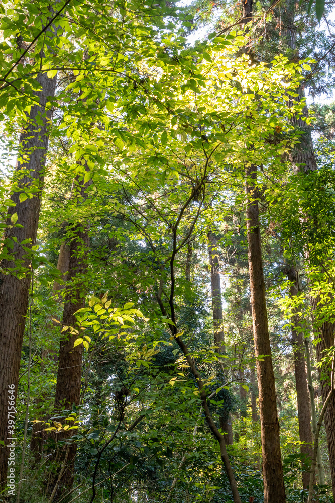 Fototapeta premium 日本の秋の風景