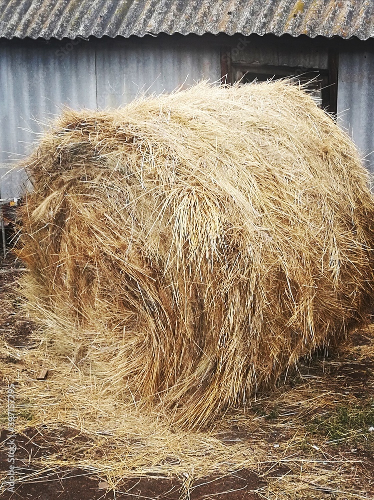Fototapeta premium hay bales in the field