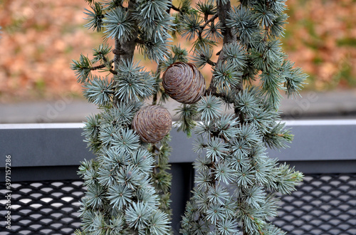 the overhanging form of Atlantic cedar with conspicuously blue-silver cedar needles is evergreen. gray-green conifers, solitaire on the lawn. photo