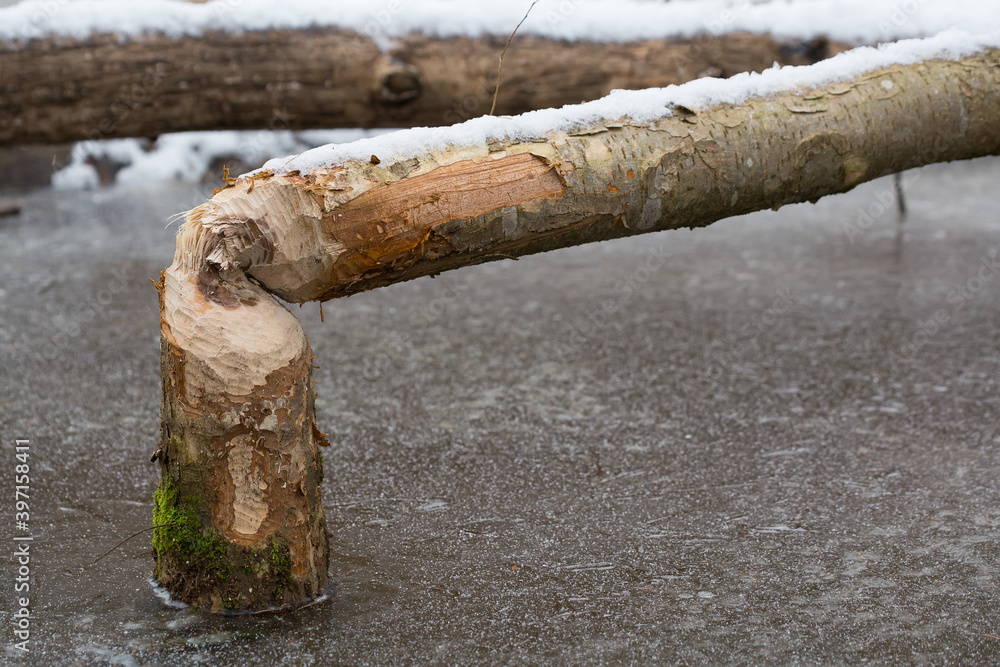 The tree that the beaver felled. Close-up photo. The tree that the beaver felled. Close-up photo.