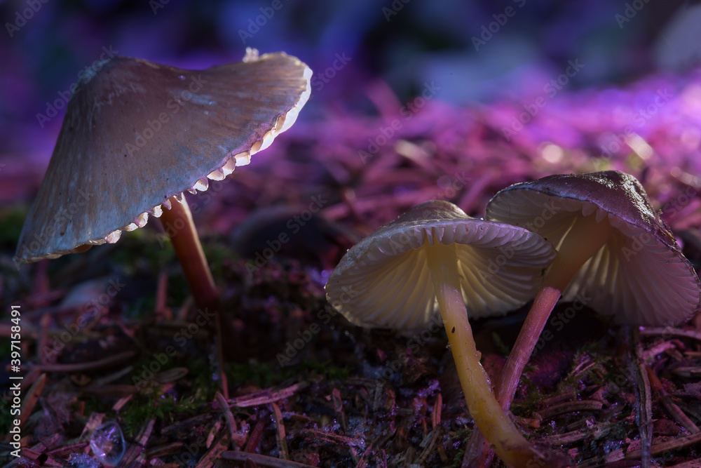 Mushrooms containing psilocybin are illuminated with purple light. Hallucinogenic mushrooms. A photograph with a shallow depth of field. Selective focus on the edge of the mushroom cap on the left of Mushrooms containing psilocybin are illuminated with purple light. Hallucinogenic mushrooms. A photograph with a shallow depth of field. Selective focus on the edge of the mushroom cap on the left of