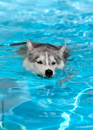 A young Siberian Husky female dog with blue eyes is swimming in a pool. She has wet grey and white fur. The water has an azure and blue color, with waves and splashes. It's a sunny summer day.