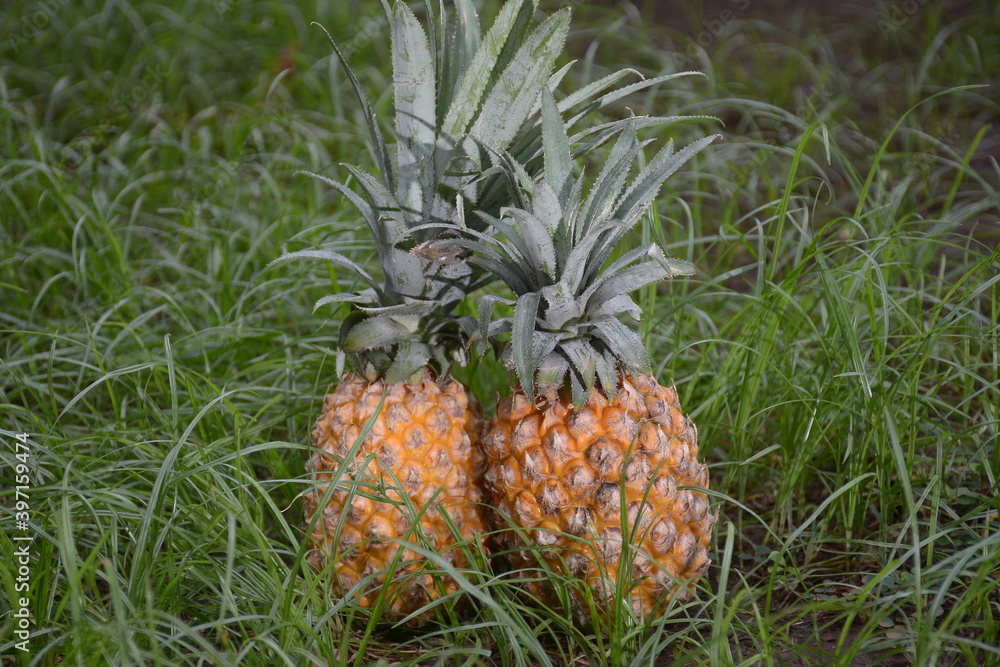fresh pineapple against a natural backdrop fresh pineapple against a natural backdrop