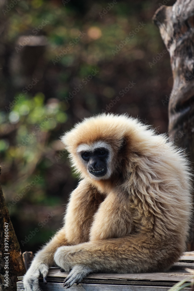 Close up of white-handed gibbon monkey sitting on wooden planks in a zoo Close up of white-handed gibbon monkey sitting on wooden planks in a zoo