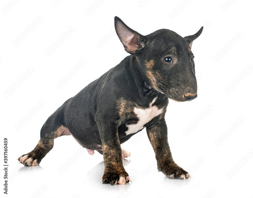 puppy Miniature Bull Terrier