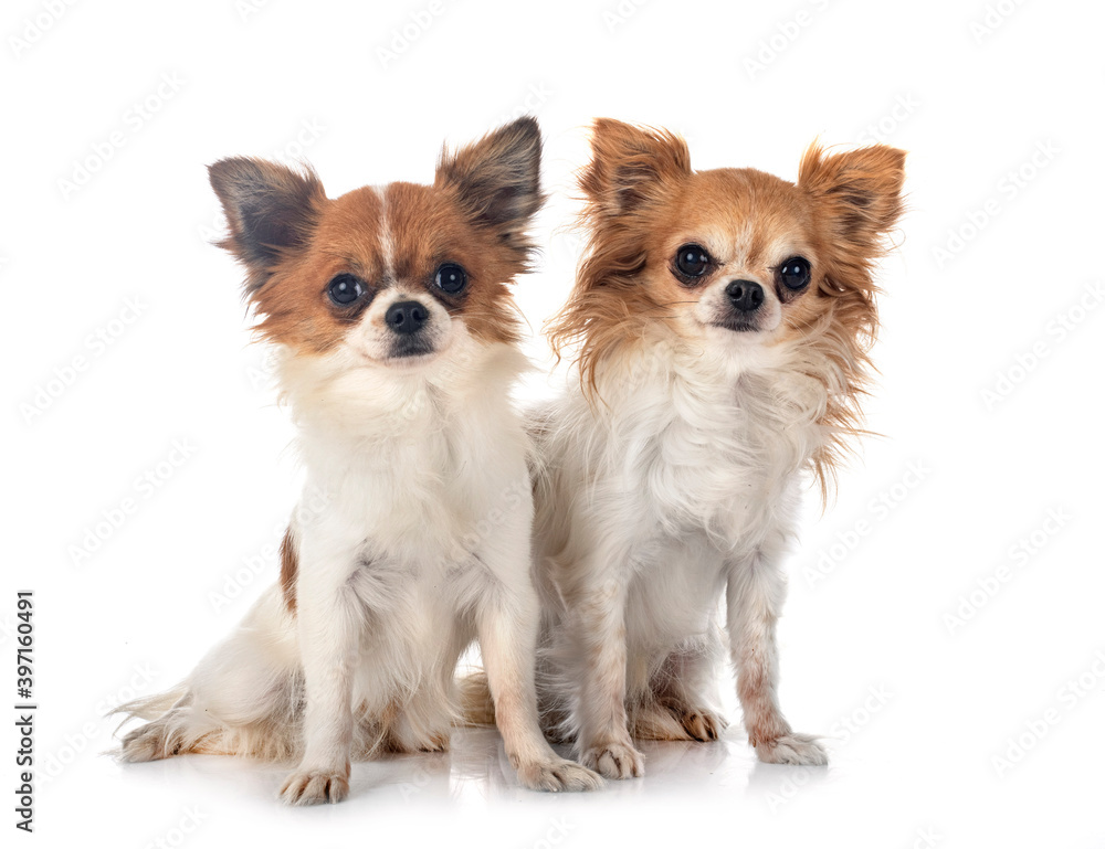 chihuahuas in studio chihuahuas in studio