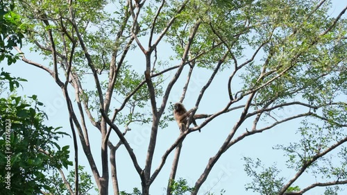 Lar Gibbon, Hylobates lar, Female; sitting in the middle branch of the tree, looking to the left, stretches its body forward, then goes up to another branch to sit, Huai Kha Kaeng Wildlife Sanctuary. photo