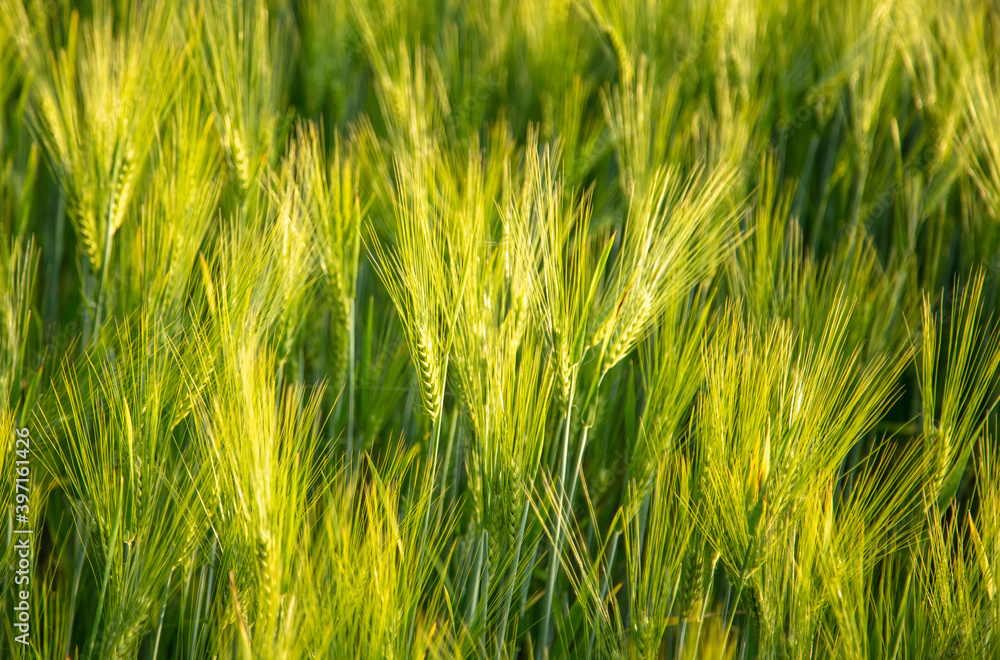 Obraz premium Green ears of wheat at sunset.
