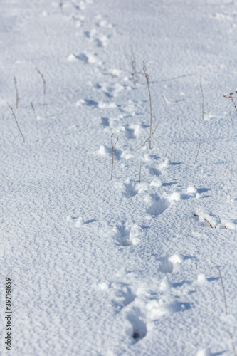 Dog footprints in the snow.