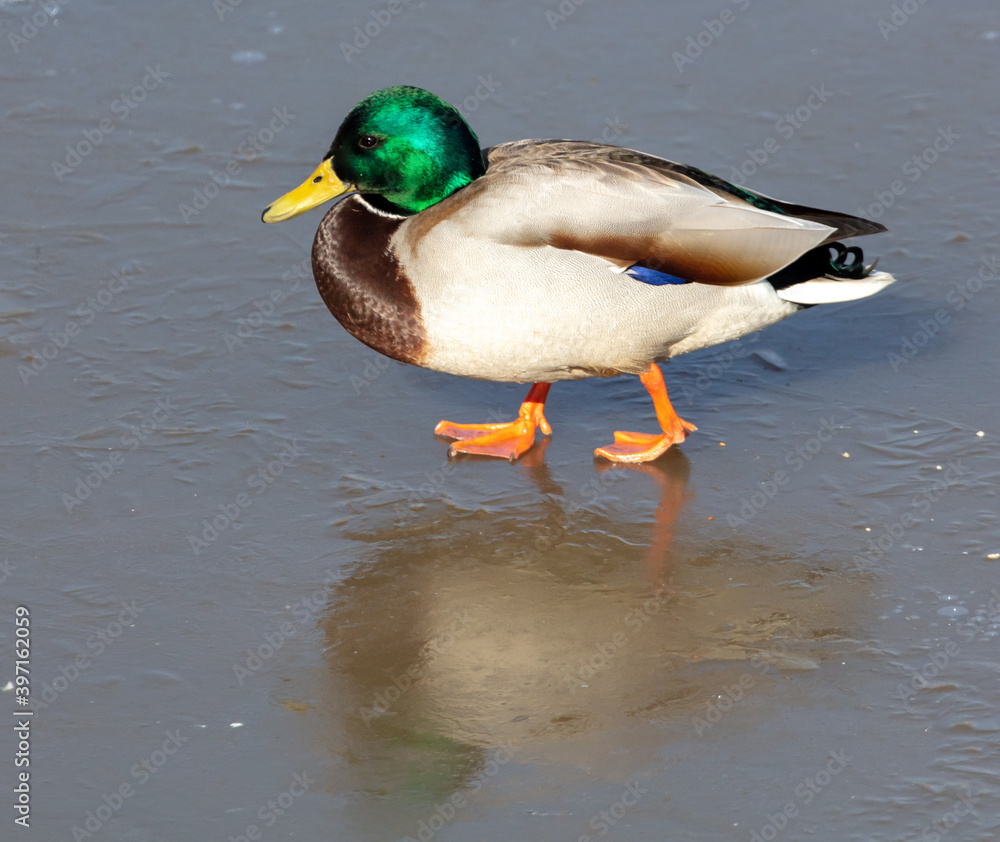 Fototapeta premium Duck on ice in winter.
