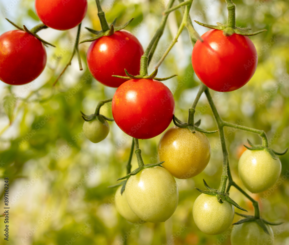 Red tomatoes on a plant