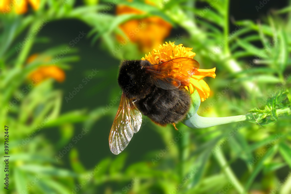 Red Tail Insect Bombus lapidarius on the marigold flower. Bombus lapidarius is a ...