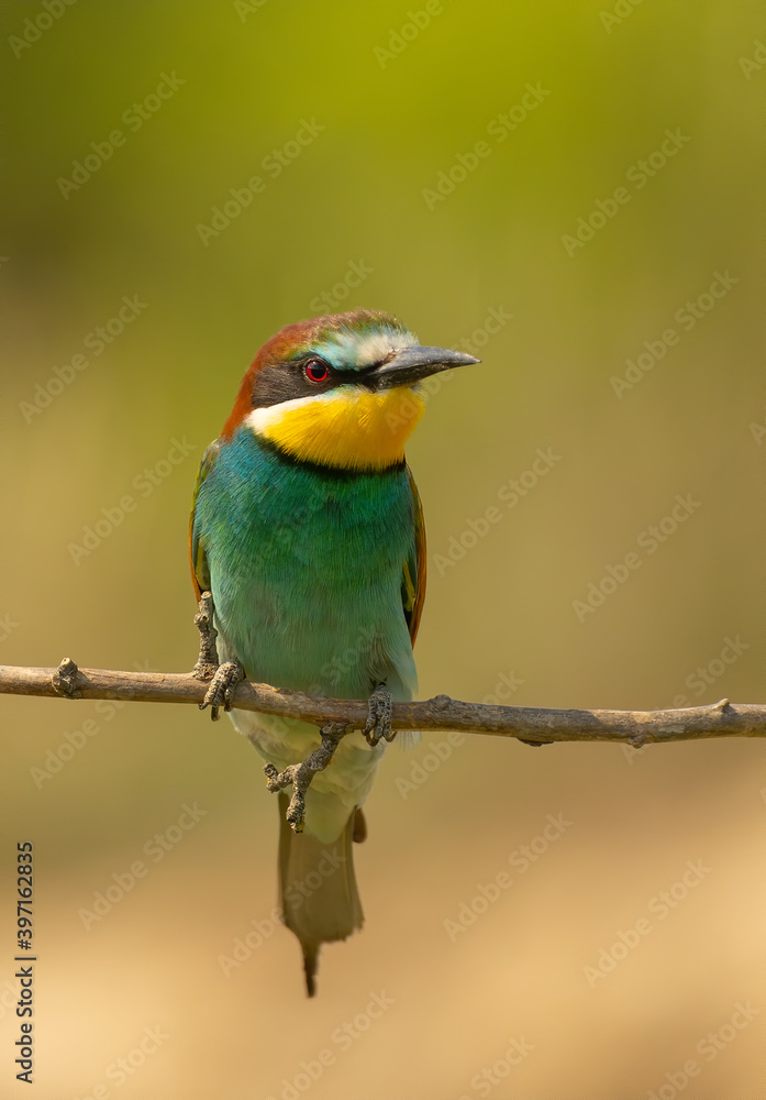 European bee-eater on a branch European bee-eater on a branch
