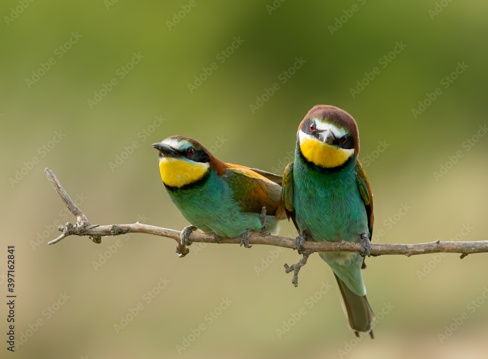 Two European bee-eaters on a branch