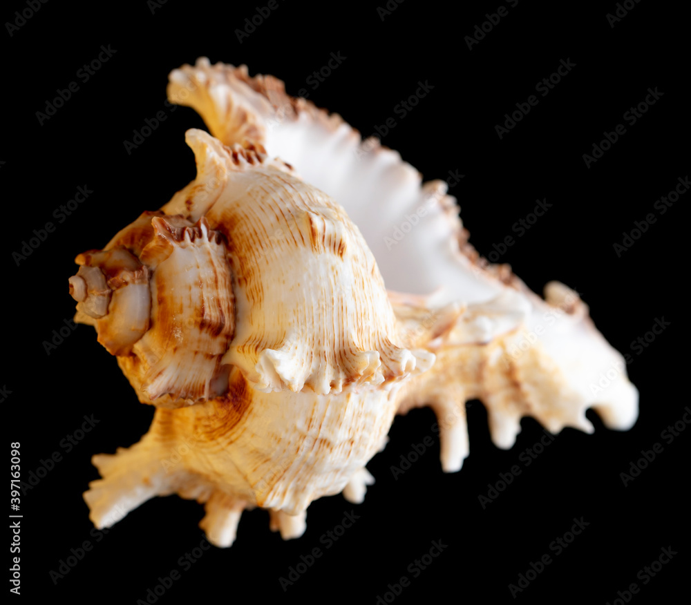 Seashell isolated on black background. Subject Seashell isolated on black background. Subject