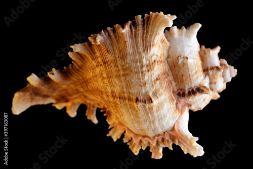 Seashell isolated on black background. Subject