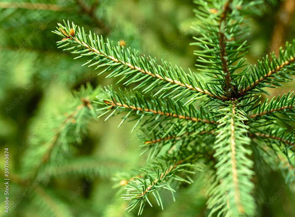Green needles on the branches of a coniferous tree Green needles on the branches of a coniferous tree
