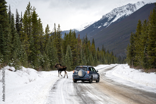 Moose (Alces alces) and car together the icy, snowy road in winter, Jasper National Park, Alberta, Canada