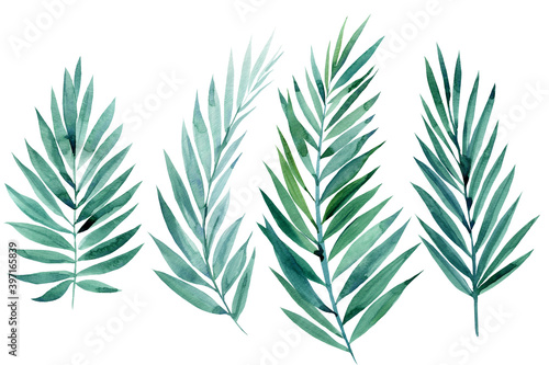 Set of green tropical leaves on white background  watercolor illustration  jungle design