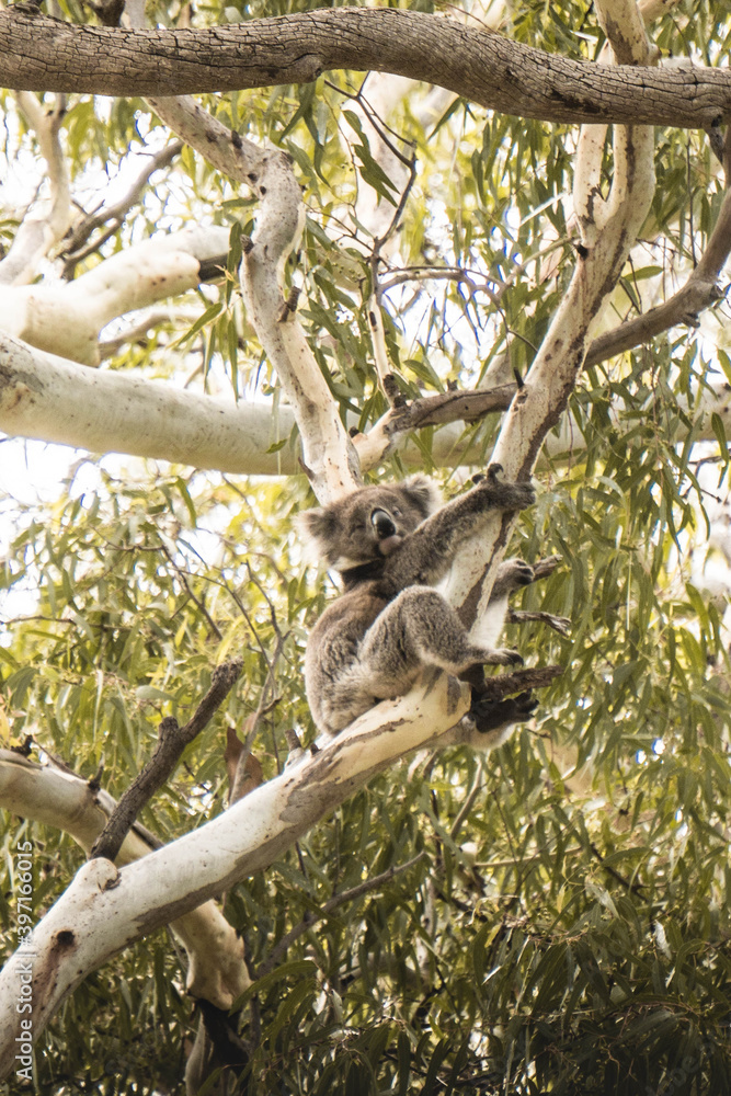 Naklejka premium Koala