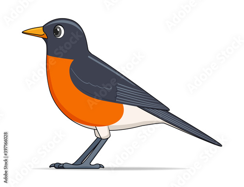 American robin bird on a white background