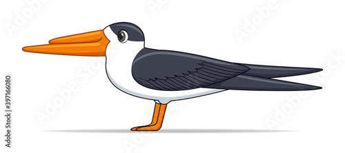 Indian skimmer bird on a white background
