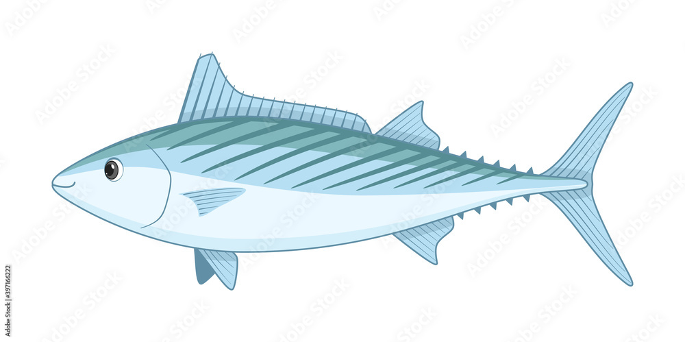 Fototapeta premium Atlantic bonito fish on a white background