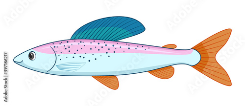 Arctic grayling fish on a white background