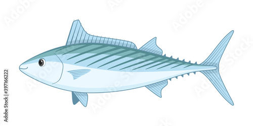Atlantic bonito fish on a white background