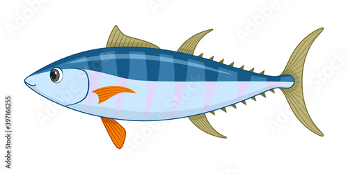 Bluefin tuna fish on a white background