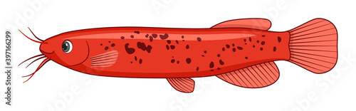 Electric catfish fish on a white background