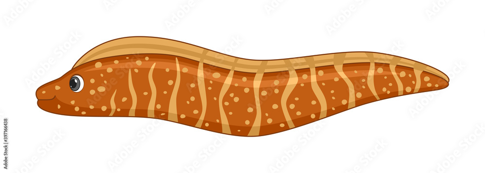 Murray eel fish on a white background Murray eel fish on a white background