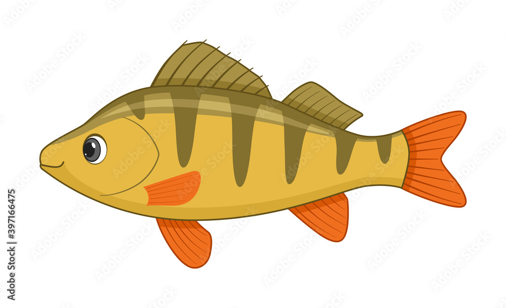 Perch fish on a white background Perch fish on a white background