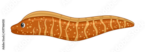 Murray eel fish on a white background