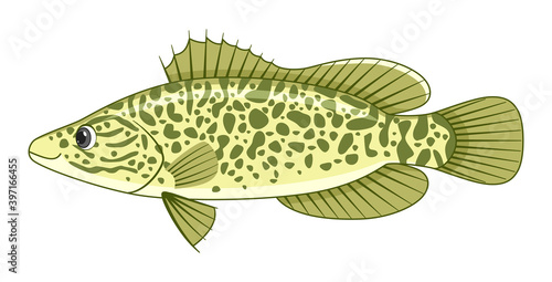 Murray cod fish on a white background