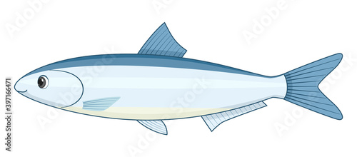 Peruvian anchovy fish on a white background