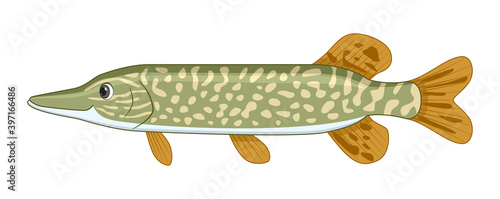 Pike fish on a white background