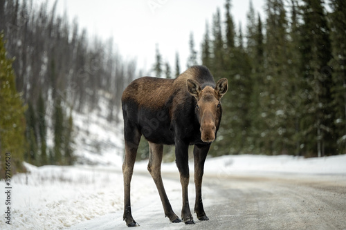 Close up photo of a moose the icy , snowy forest road , Jasper National Park, Canada