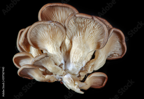 Cluster of oyster mushrooms on black background