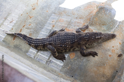 Crocodile farm and zoo. Crocodile farm in Thailand.