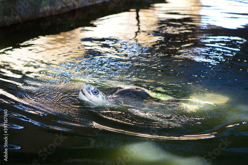 Turtle emerging from the water in the botanical garden