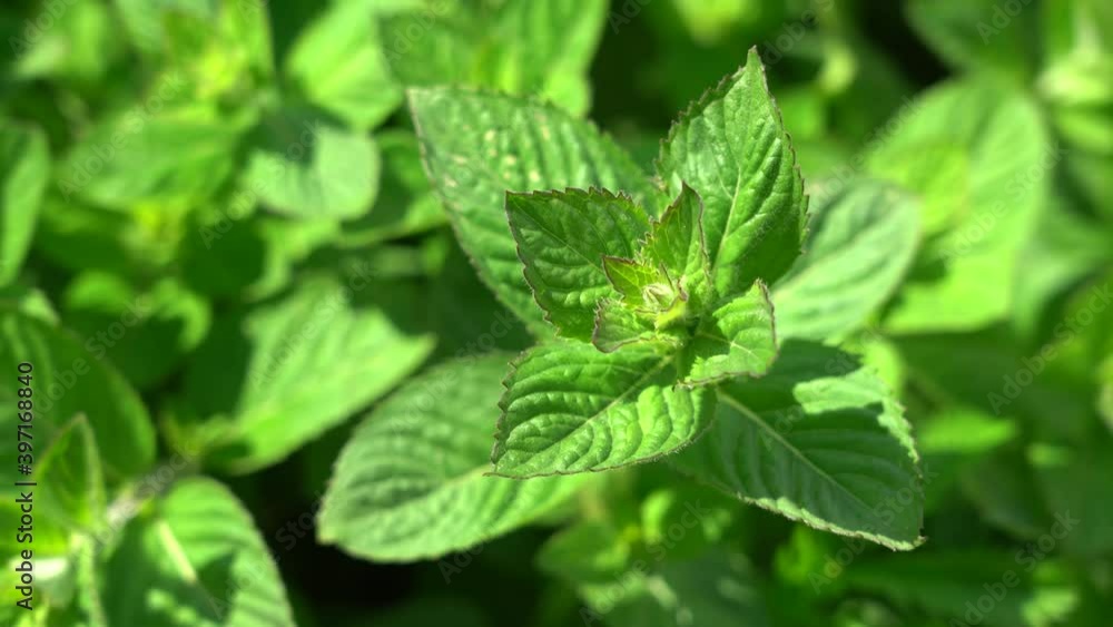 Mint leaves illuminated by the sun. Plant with light green leaves in the garden. Close-up. Daylight. Mint leaves illuminated by the sun. Plant with light green leaves in the garden. Close-up. Daylight.